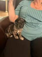 Honey, a male Pug for sale in Lapeer Township, MI – 4 of 6