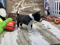Boady, a male Basenji for sale in New Albany, IN – Photo 3 of 5
