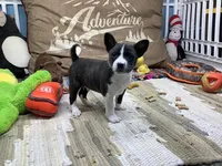 Boady, a male Basenji for sale in New Albany, IN – Photo 4 of 5