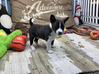 Boady, a male Basenji for sale in New Albany, IN – Photo 1 of 5