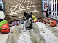 Boady, a male Basenji for sale in New Albany, IN – Photo 2 of 5