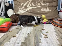 Boady, a male Basenji for sale in New Albany, IN – Photo 5 of 5