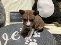 Quinn, a male Basenji for sale in New Albany, IN – Photo 1 of 6