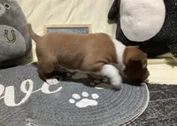 Quinn, a male Basenji for sale in New Albany, IN – Photo 6 of 6