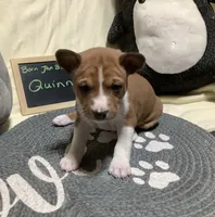 Quinn, a male Basenji for sale in New Albany, IN – Photo 2 of 6