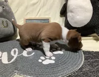 Quinn, a male Basenji for sale in New Albany, IN – Photo 4 of 6