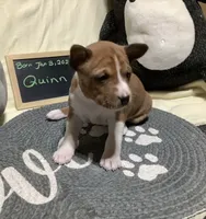 Quinn, a male Basenji for sale in New Albany, IN – Photo 3 of 6