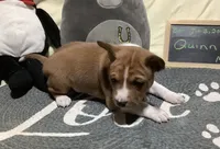 Quinn, a male Basenji for sale in New Albany, IN – Photo 5 of 6