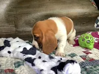 Tracker, a male Basset Hound for sale in New Albany, IN – Photo 7 of 9