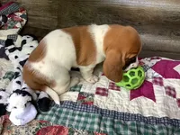 Tracker, a male Basset Hound for sale in New Albany, IN – Photo 8 of 9