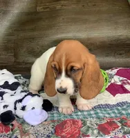 Tracker, a male Basset Hound for sale in New Albany, IN – Photo 2 of 9