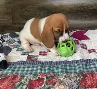 Tracker, a male Basset Hound for sale in New Albany, IN – Photo 5 of 9