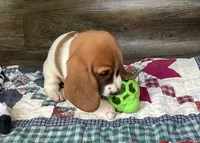 Tracker, a male Basset Hound for sale in New Albany, IN – Photo 6 of 9