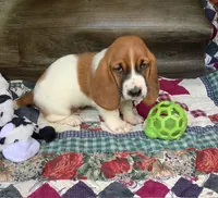 Tracker, a male Basset Hound for sale in New Albany, IN – Photo 4 of 9