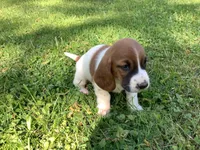 Tracker, a male Basset Hound for sale in New Albany, IN – Photo 9 of 9