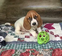 Tracker, a male Basset Hound for sale in New Albany, IN – Photo 1 of 9