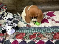 Tracker, a male Basset Hound for sale in New Albany, IN – Photo 3 of 9