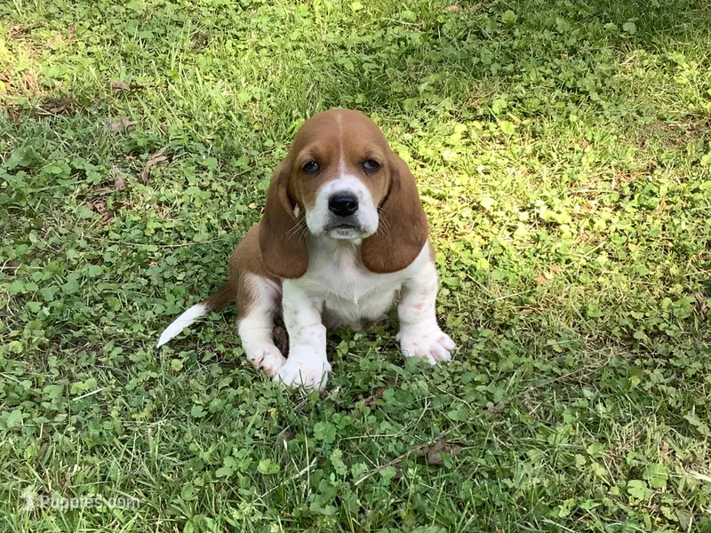 J Bob – Basset Hound puppy on hold in New Albany, IN