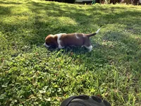 J Bob, a male Basset Hound for sale in New Albany, IN – Photo 6 of 6