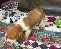 J Bob, a male Basset Hound for sale in New Albany, IN – Photo 3 of 6