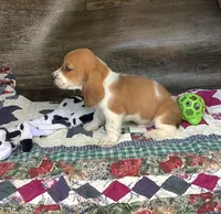 J Bob, a male Basset Hound for sale in New Albany, IN – Photo 5 of 6