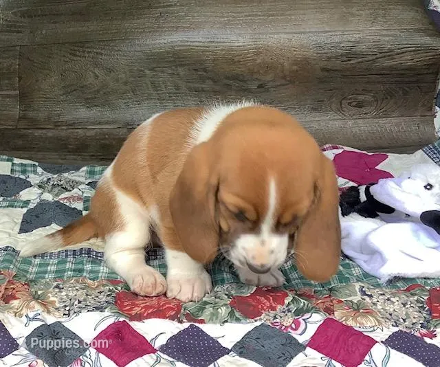 J Bob – Basset Hound puppy for sale in New Albany, IN