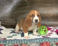 Cookie, a male Basset Hound for sale in New Albany, IN – Photo 1 of 7