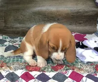 Cookie, a male Basset Hound for sale in New Albany, IN – Photo 3 of 7