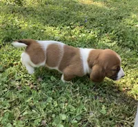 Cookie, a male Basset Hound for sale in New Albany, IN – Photo 7 of 7