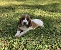 Cookie, a male Basset Hound for sale in New Albany, IN – Photo 6 of 7