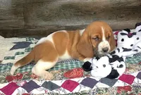 Cookie, a male Basset Hound for sale in New Albany, IN – Photo 5 of 7