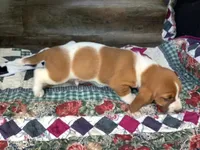 Cookie, a male Basset Hound for sale in New Albany, IN – Photo 4 of 7