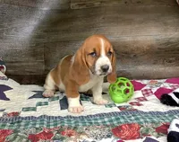 Cookie, a male Basset Hound for sale in New Albany, IN – Photo 2 of 7