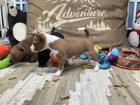 Storm, a female Basenji for sale in New Albany, IN – Photo 5 of 7