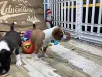 Storm, a female Basenji for sale in New Albany, IN – Photo 7 of 7