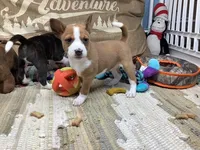 Storm, a female Basenji for sale in New Albany, IN – Photo 4 of 7