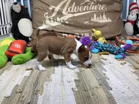 Storm, a female Basenji for sale in New Albany, IN – Photo 2 of 7