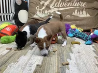 Storm, a female Basenji for sale in New Albany, IN – Photo 6 of 7