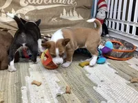 Storm, a female Basenji for sale in New Albany, IN – Photo 3 of 7