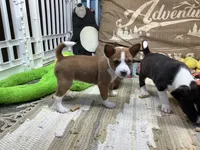 Storm, a female Basenji for sale in New Albany, IN – Photo 1 of 7