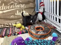 Pyro, a female Basenji for sale in New Albany, IN – Photo 4 of 9