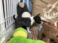 Pyro, a female Basenji for sale in New Albany, IN – Photo 6 of 9