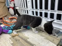 Pyro, a female Basenji for sale in New Albany, IN – Photo 7 of 9