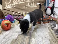 Pyro, a female Basenji for sale in New Albany, IN – Photo 8 of 9