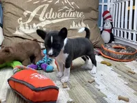 Pyro, a female Basenji for sale in New Albany, IN – Photo 3 of 9
