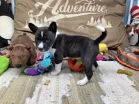 Pyro, a female Basenji for sale in New Albany, IN – Photo 2 of 9