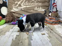 Pyro, a female Basenji for sale in New Albany, IN – Photo 5 of 9