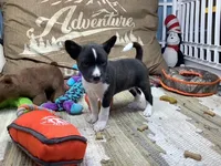 Pyro, a female Basenji for sale in New Albany, IN – Photo 1 of 9