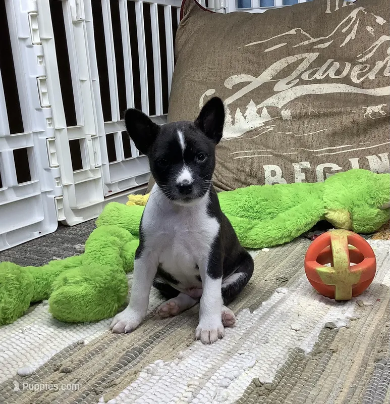 Pyro – Basenji puppy for sale in New Albany, IN