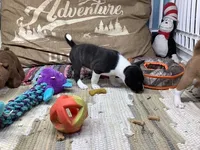 Pyro, a female Basenji for sale in New Albany, IN – Photo 9 of 9